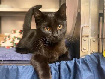 HOUSE PANTHER -  Domestic Short Hair Cat for Adoption in Fort Wayne, Indiana - HOUSE PANTHER | PetCurious