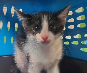 Quinn -  Domestic Short Hair Cat for Adoption in Kansas City, Missouri - Quinn | PetCurious