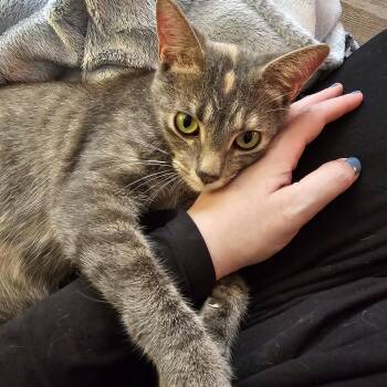 Rescue Domestic Short Hair Cats for Adoption in Toledo, Ohio - Maisie | PetCurious