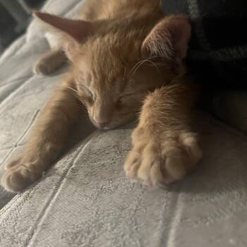 Tajin -  Domestic Short Hair Cat for Adoption in Pleasant Hill, California - Tajin | PetCurious