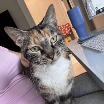 Domestic Short Hair Cats Available for Adoption in South Miami, Florida - Lyra | PetCurious