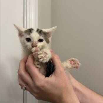 Rescue Domestic Short Hair Cats for Adoption in Sanford, North Carolina - Coconut | PetCurious