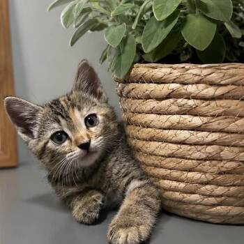 Sushi -  Domestic Short Hair Cat for Adoption in Springfield, Missouri - Sushi | PetCurious