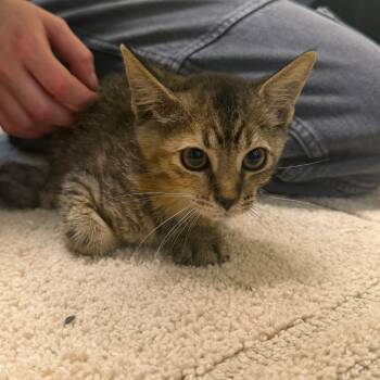 Smudge -  Domestic Short Hair Cat for Adoption - Smudge | PetCurious