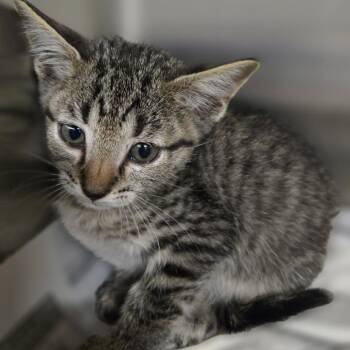 Snickers -  Domestic Short Hair Cat for Adoption in Pauls Valley, Oklahoma - Snickers | PetCurious