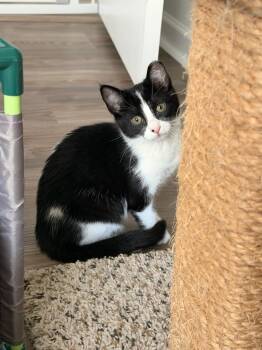 Ariel -  Domestic Short Hair Cat for Adoption in Moncks Corner, South Carolina - Ariel | PetCurious