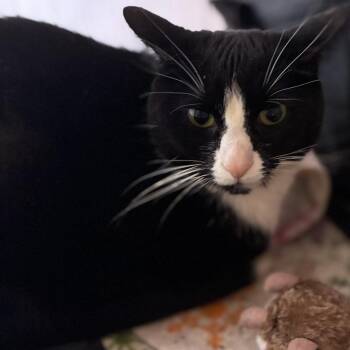Bella -  Domestic Short Hair Cat for Adoption in South Elgin, Illinois - Bella | PetCurious