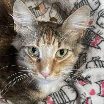 Glenda -  Domestic Medium Hair and Calico Cat for Adoption in Hermosa Beach, California - Glenda | PetCurious