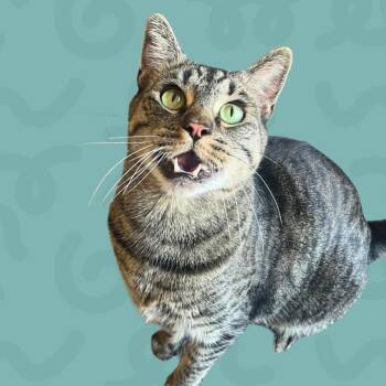 Pounce -  Domestic Short Hair Cat for Adoption in Reno, Nevada - Pounce | PetCurious