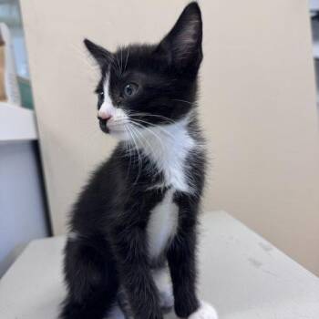 Yackety Yak -  Domestic Short Hair Cat for Adoption in Toms River, New Jersey - Yackety Yak | PetCurious