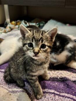 Domestic Short Hair Cats Available for Adoption in Hudson, New York - Travolta | PetCurious