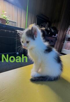 Noah -  Domestic Short Hair Cat for Adoption in Johnson City, Tennessee - Noah | PetCurious