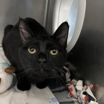 Loulou -  Domestic Short Hair Cat for Adoption in West Palm Beach, Florida - Loulou | PetCurious