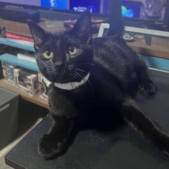 Rescue Domestic Short Hair Cats for Adoption in Warr Acres, Oklahoma - Frank | PetCurious