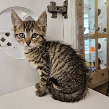 Domestic Short Hair Cats Available for Adoption in Los Angeles, California - Tropical | PetCurious