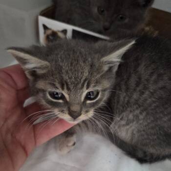 Rescue Domestic Short Hair Cats for Adoption in Branson, Missouri - Gucky | PetCurious