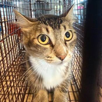 QUEEN ELIZABETH -  Domestic Short Hair Cat for Adoption in Auburn, California - QUEEN ELIZABETH | PetCurious