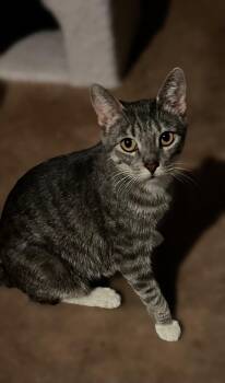 Reina -  Domestic Short Hair Cat for Adoption in Wheaton, Illinois - Reina | PetCurious