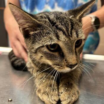 Jerry -  Domestic Short Hair Cat for Adoption in Newport, North Carolina - Jerry | PetCurious