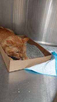 Thomas -  Domestic Medium Hair Cat for Adoption in Cincinnati, Ohio - Thomas | PetCurious