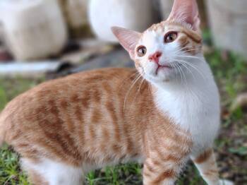 Domestic Short Hair Cats Available for Adoption in Franklin, Massachusetts - Ares | PetCurious