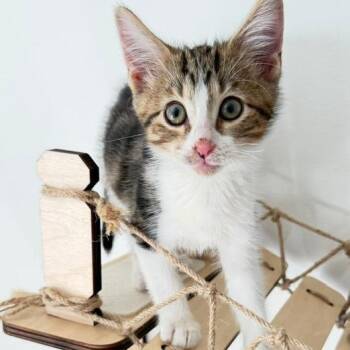 Rowan -  Domestic Short Hair Cat for Adoption in Naperville, Illinois - Rowan | PetCurious