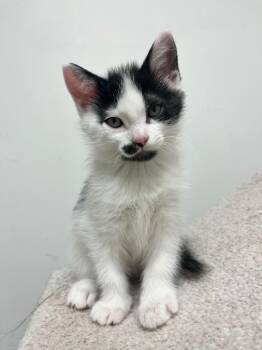 Domestic Short Hair Cats Available for Adoption in Winnipeg, Manitoba - Waltz | PetCurious