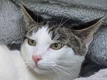 Tabby and Domestic Short Hair Cats Available for Adoption - Cheetos | PetCurious