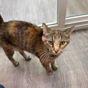 Domestic Short Hair Cats Available for Adoption in Waco, Texas - Lucky | PetCurious