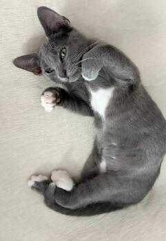 Mimi -  Domestic Short Hair Cat for Adoption in Ocala, Florida - Mimi | PetCurious