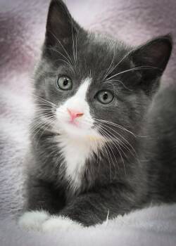Francesca -  American Shorthair Cat for Adoption in Port Washington, Wisconsin - Francesca | PetCurious