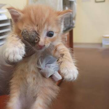 Crisp -  Domestic Short Hair Cat for Adoption in Lynchburg, Virginia - Crisp | PetCurious