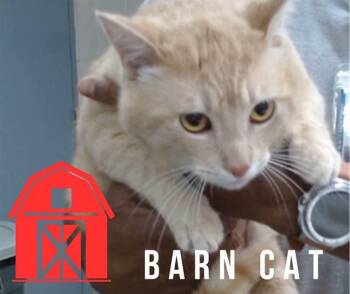 Domestic Short Hair Cats Available for Adoption in Salinas, California - BARNABY | PetCurious
