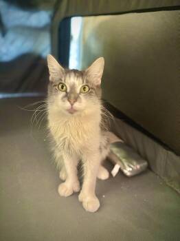 Rescue Domestic Long Hair Cats for Adoption in East Orange, New Jersey - Lia | PetCurious