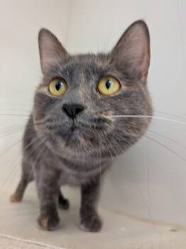Domestic Short Hair Cats Available for Adoption - Biscuit  | PetCurious