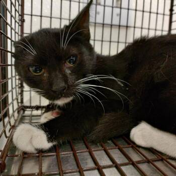 No name -  Domestic Short Hair Cat for Adoption in San Gabriel, California - No Name | PetCurious