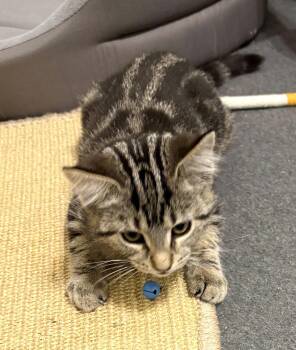 Rescue Domestic Short Hair Cats for Adoption in New Albany, Ohio - Wuffy | PetCurious