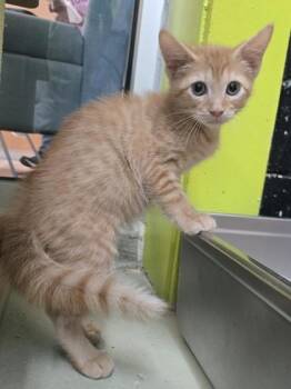 Shaggy -  Domestic Short Hair Cat for Adoption in Savannah, Georgia - Shaggy | PetCurious