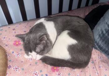 Domestic Short Hair Cats Available for Adoption in Fairfax, Virginia - Luca | PetCurious