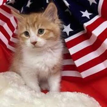 Tabby Cats Available for Adoption in Green Valley, Arizona - Footloose | PetCurious