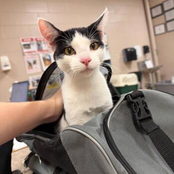 Abigail -  Domestic Short Hair Cat for Adoption in Birmingham, Alabama - Abigail | PetCurious