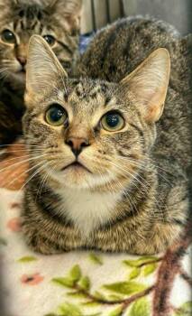 Rescue Domestic Medium Hair Cats for Adoption in Columbia, Tennessee - Bob | PetCurious