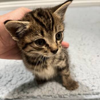 Peanut -  Domestic Short Hair Cat for Adoption in Andover, Connecticut - Peanut | PetCurious
