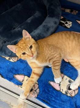 Finnegan -  Domestic Short Hair Cat for Adoption in Liverpool, New York - Finnegan | PetCurious