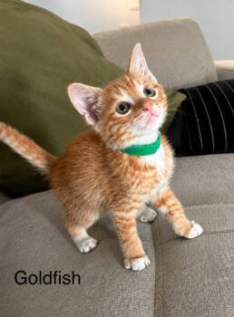 Goldfish -  Domestic Short Hair Cat for Adoption in Sebastian, Florida - Goldfish | PetCurious