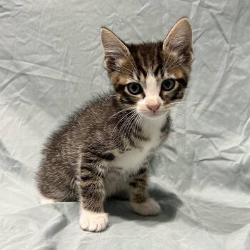 Zircon -  Domestic Medium Hair Cat for Adoption in Abilene, Texas - Zircon | PetCurious