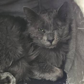 Popeye -  Domestic Medium Hair Cat for Adoption in Lakewood, Colorado - Popeye | PetCurious