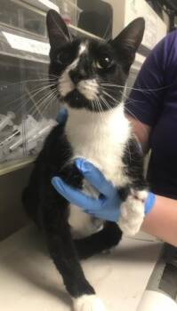 Domestic Short Hair Cats Available for Adoption in Conroe, Texas - BATMAN | PetCurious