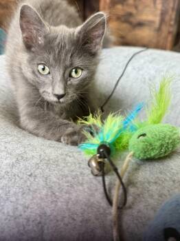 Rudder -  Domestic Medium Hair Cat for Adoption in Wasilla, Alaska - Rudder | PetCurious
