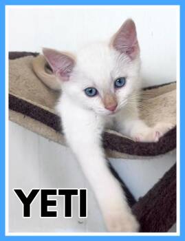 Yeti -  Siamese Cat for Adoption in Valley City, North Dakota - Yeti | PetCurious